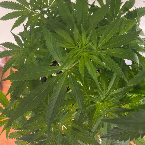 Special Kush 1 growlog timeline photo