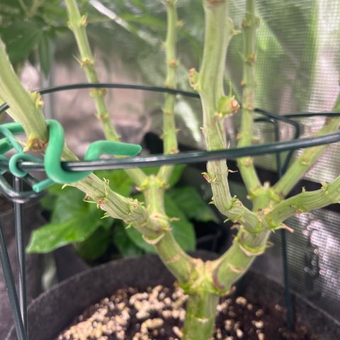 Northern Light X  growlog timeline photo