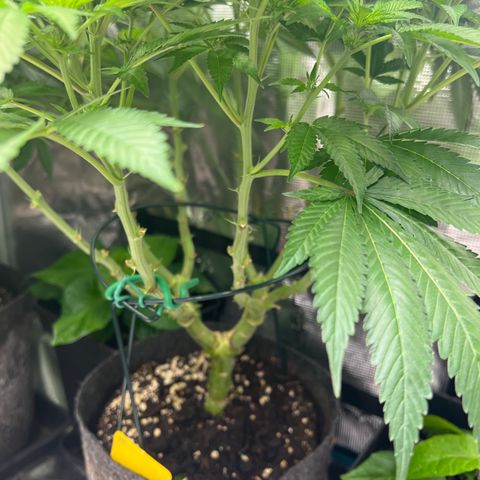 Northern Light X  growlog timeline photo
