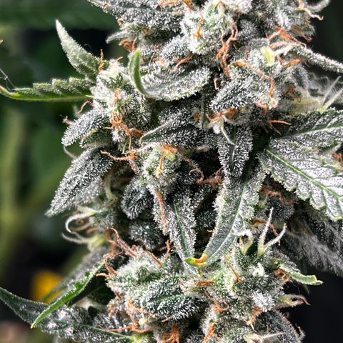 Green Gelato Automatic growlog timeline photo