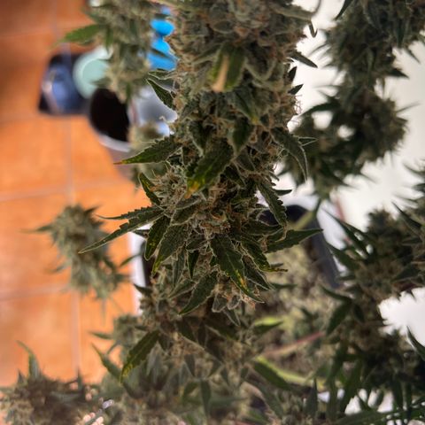 Green Gelato Automatic growlog timeline photo
