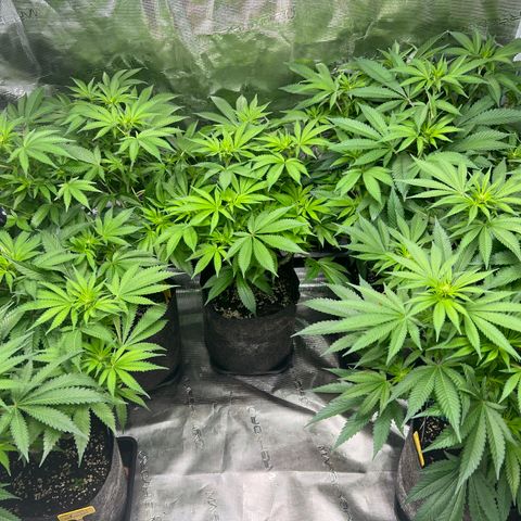 Northern Light X  growlog timeline photo