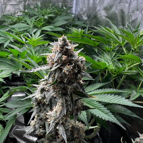 Green Gelato Automatic growlog timeline photo