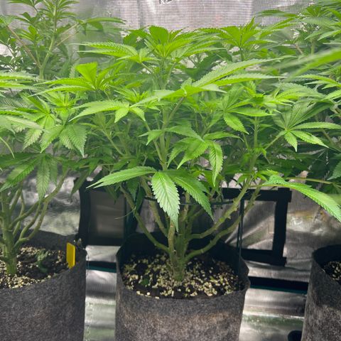 Northern Light X  growlog timeline photo