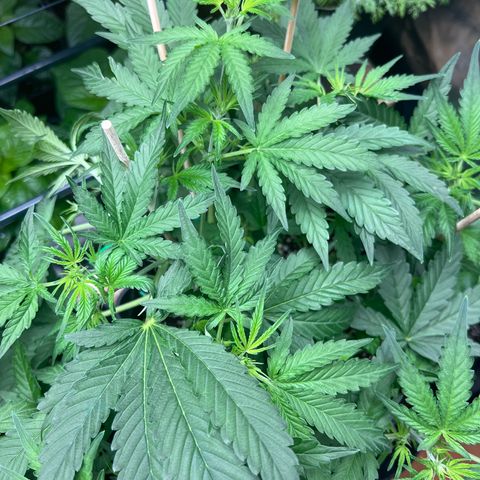 Roayal Queen Seeds  Cosmos F1 growlog timeline photo