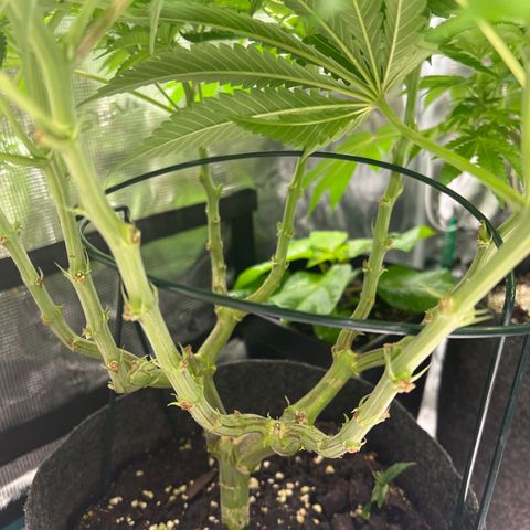 Northern Light X  growlog timeline photo