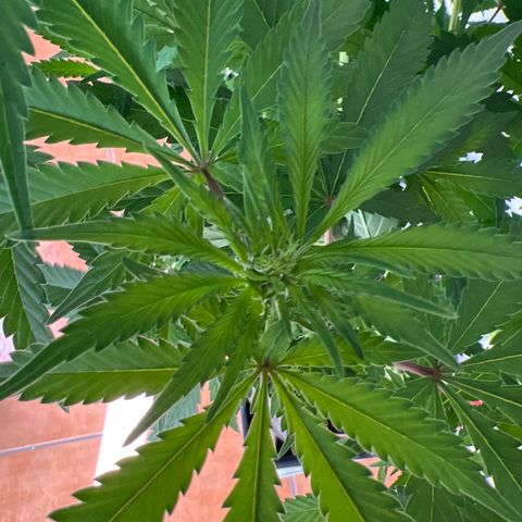 Amnesia Bilbo growlog timeline photo