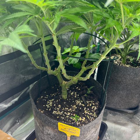 Northern Light X  growlog timeline photo