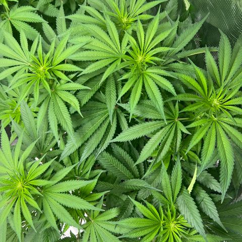 Northern Light X  growlog timeline photo