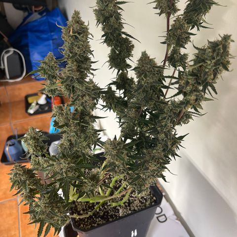 Green Gelato Automatic growlog timeline photo