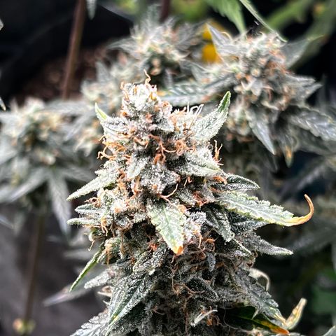 Green Gelato Automatic growlog timeline photo
