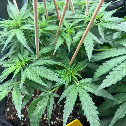 Titan F1 growlog timeline photo