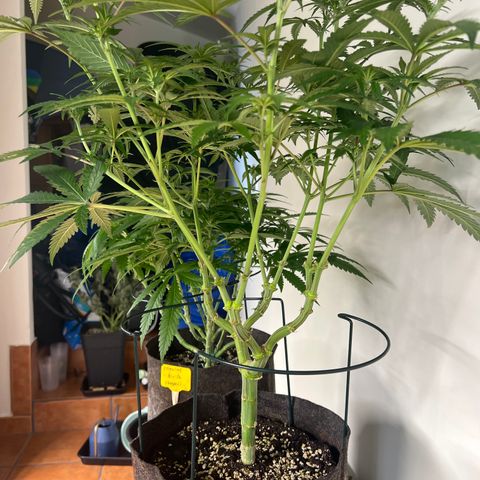 Amnesia Bilbo growlog timeline photo