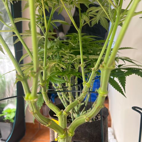 Amnesia Bilbo growlog timeline photo
