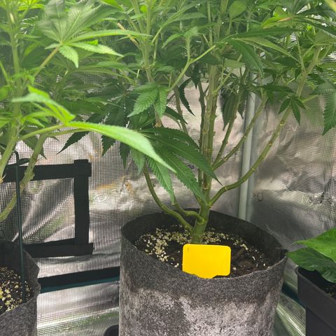 Northern Light X  growlog timeline photo