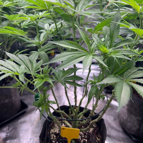 Northern Light X  growlog photo: Trim