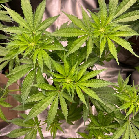 Northern Light X  growlog timeline photo