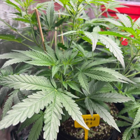 Roayal Queen Seeds  Cosmos F1 growlog timeline photo