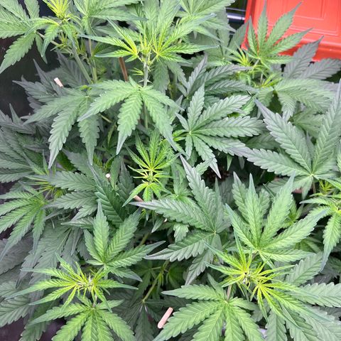 Roayal Queen Seeds  Cosmos F1 growlog timeline photo