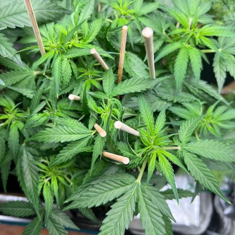 Titan F1 growlog timeline photo