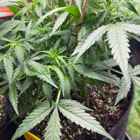 Titan F1 growlog timeline photo