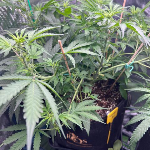 Roayal Queen Seeds  Cosmos F1 growlog timeline photo