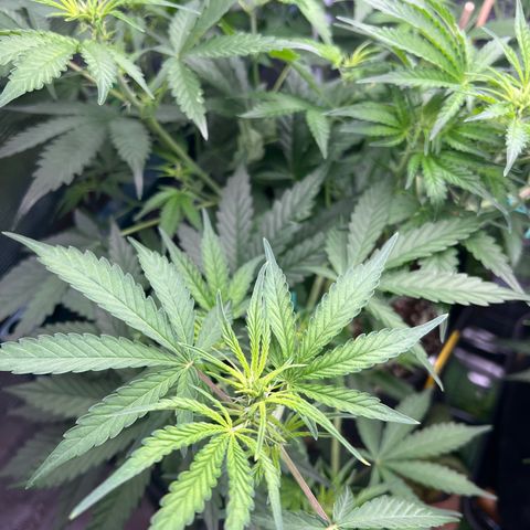 Roayal Queen Seeds  Cosmos F1 growlog timeline photo