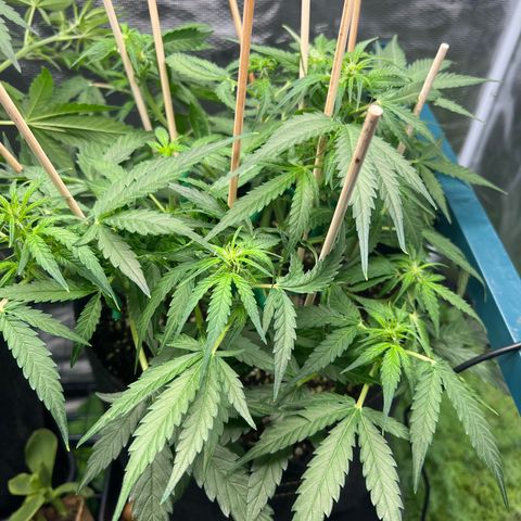 Titan F1 growlog timeline photo