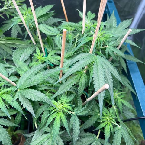 Titan F1 growlog timeline photo