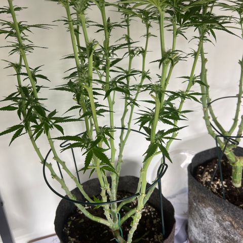 Special Kush 1 growlog timeline photo