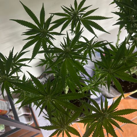 Special Kush 1 growlog timeline photo