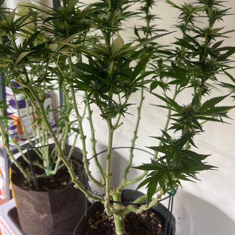 Northern Light X  growlog timeline photo