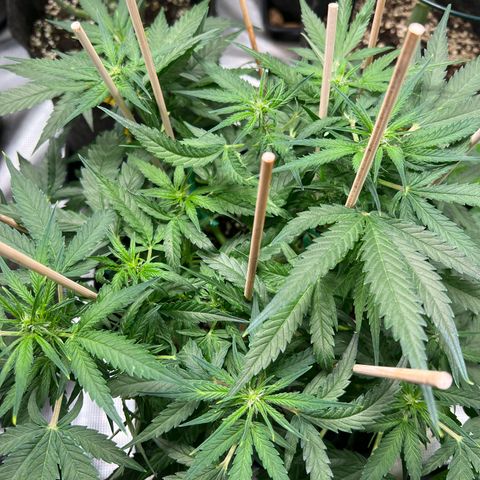 Titan F1 growlog timeline photo
