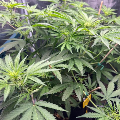 Roayal Queen Seeds  Cosmos F1 growlog timeline photo