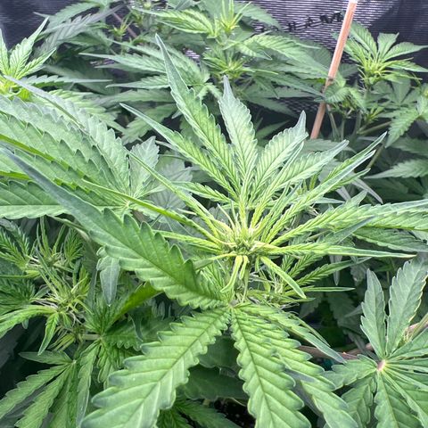 Roayal Queen Seeds  Cosmos F1 growlog timeline photo