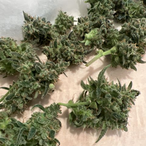 Green Gelato Automatic growlog timeline photo