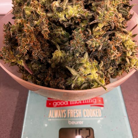 Green Gelato Automatic growlog timeline photo