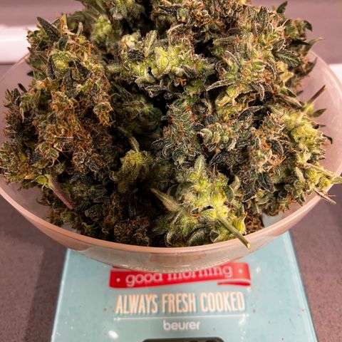 Green Gelato Automatic growlog timeline photo