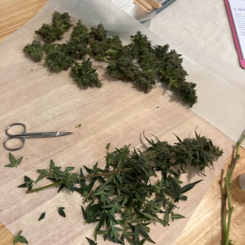 Green Gelato Automatic growlog timeline photo
