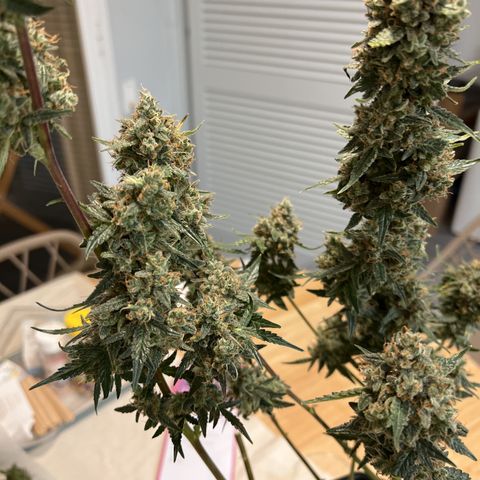 Green Gelato Automatic growlog timeline photo