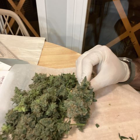 Green Gelato Automatic growlog timeline photo