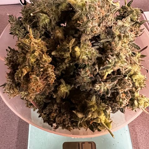 Green Gelato Automatic growlog timeline photo