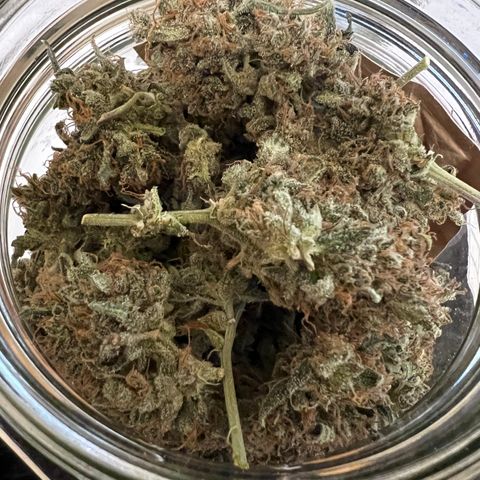 Green Gelato Automatic growlog timeline photo