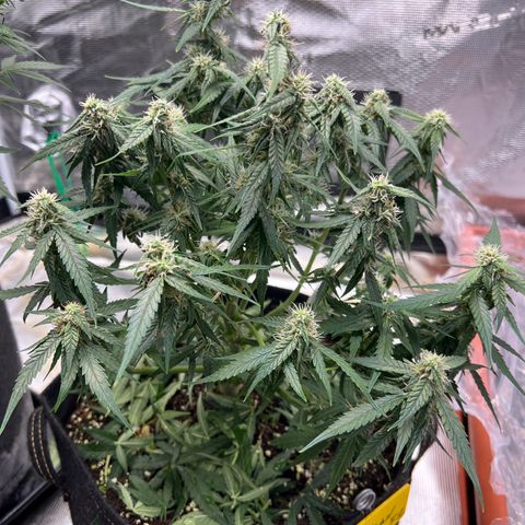 Titan F1 growlog timeline photo