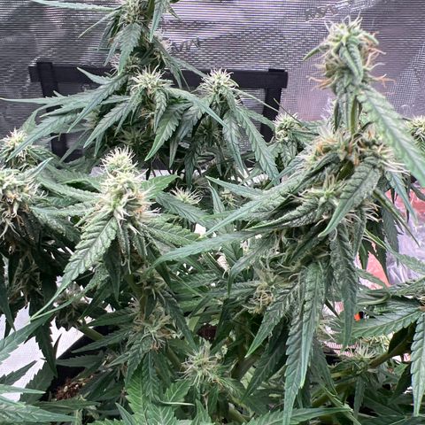 Titan F1 growlog timeline photo