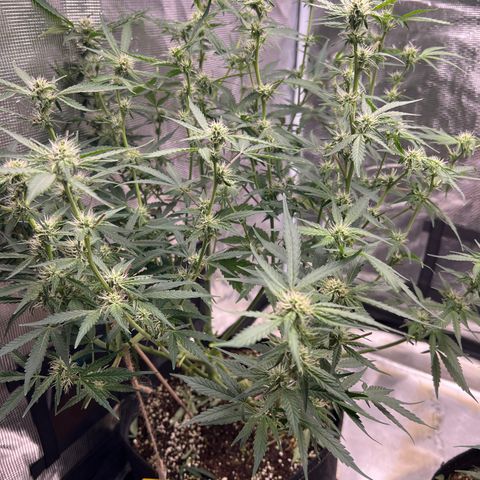 Roayal Queen Seeds  Cosmos F1 growlog timeline photo