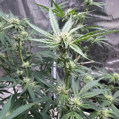 Roayal Queen Seeds  Cosmos F1 growlog timeline photo