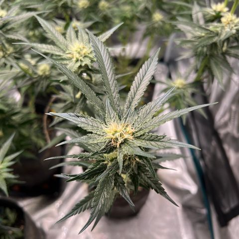 Amnesia Bilbo growlog timeline photo