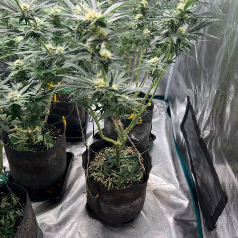 Amnesia Bilbo growlog timeline photo