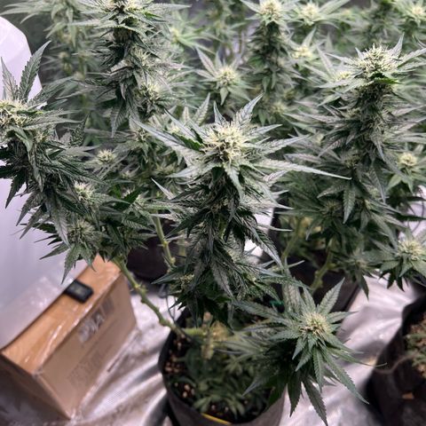 Northern Light X  growlog timeline photo